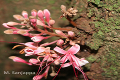 Humboldtia bourdillonii